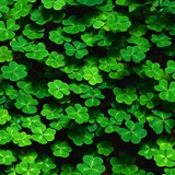 Mark Karrass - Green Clovers Fotografická reprodukce Mark Karrass - Green Clovers Fotografická reprodukce