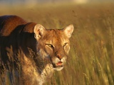 Mountain Lion Roaming in Field Photographie par Jeff Vanuga