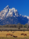 Horses Grazing near Teton Range Photographic Print