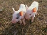 Piglets Standing Together Photographic Print