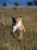 Mountain Lion Running in Field Impressão fotográfica por Jeff Vanuga Mountain Lion Running in Field Impressão fotográfica por Jeff Vanuga