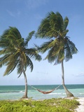 Hammock Attached to Palm Trees at Ocean Photographic Print by Jack Hollingsworth