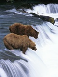 Brown Bears Fishing at Brooks Falls Fotografie-Druck von Jeff Vanuga