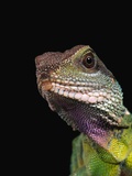Green Water Dragon Photographic Print by Frank Burek