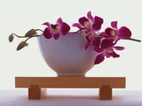 Orchidées magenta dans un vase blanc Photographie par Colin Anderson