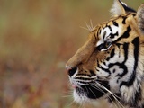 Face of Bengal Tiger in Profile Photographic Print by W. Perry Conway