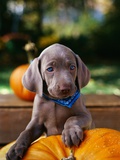 Weimaraner Puppy Climbing onto Pumpkin Photographic Print by Guy Cali