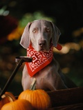 Weimaraner Wearing a Red Bandana Photographic Print by Guy Cali