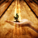 Colin Anderson - Hand Holding Seedling - Fotografik Baskı