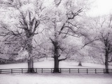 Trees and Fence in Snowy Field Photographic Print by Robert Llewellyn