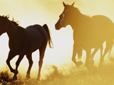 Horses Running at Sunset Photographic Print by Darrell Gulin