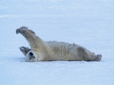 Polar Bear Stretching Photographic Print by George Lepp