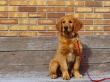 Golden Retriever Puppy on Leash Photographic Print by Chase Swift