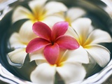 Frangipani Flowers in Bowl of Water Photographic Print by Thomas M. Barwick