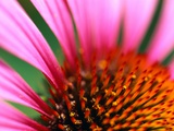 Petals and Stamens of Purple Coneflower Photographic Print by Paul Edmondson