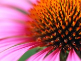 Close-up of Purple Coneflower Photographic Print by Paul Edmondson