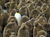 Adult King Penguin with Group of Juveniles Photographic Print by Darrell Gulin