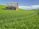 Barn and Vehicle Tracks in Wheat Field in Idaho Photographic Print by Darrell Gulin