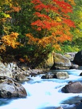 Stream and Autumn Leaves Photographic Print