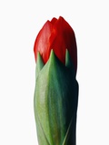 Red Gladiolus Bud Photographic Print