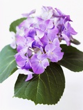 Cluster of Purple Hydrangea Flowers Photographic Print by Michelle Garrett