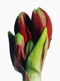 Red and Green Gladiolus Buds Photographic Print