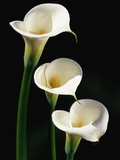 Three White Calla Lilies Photographic Print by Darrell Gulin