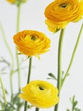 Yellow Ranunculus Photographic Print by Michelle Garrett