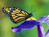 Monarch Butterfly on a Dutch Iris Photographic Print by Darrell Gulin