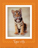 Tiger-ific Prints by Rachael Hale