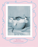 Bowl Dwellers Prints by Rachael Hale