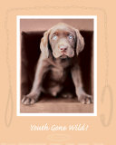 Youth Gone Wild Print by Rachael Hale