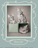 Box Set Affiches par Rachael Hale