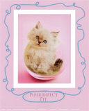 Gatito en una pecera Lámina por Rachael Hale