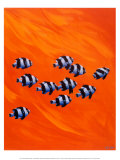 Ten Black-Tailed Humbugs Posters by Keith Siddle