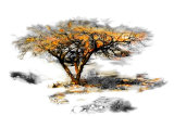 Trees Alive II Prints by Ynon Mabet
