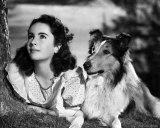 Elizabeth Taylor Fotografía