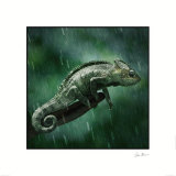 Cameleon Prints by Steve Bloom