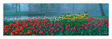Keukenhof Prints by Alain Le Toquin
