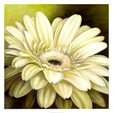 Daisy Portrait Poster par Lisa Audit