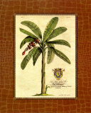 Banana  Palm Póster por Georg Dionysius Ehret