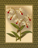 Orchidées classiques I Affiche par Tara Wilde