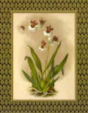 Classic Orchids III Posters by Tara Wilde