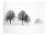 Winter Trees II Pósters por Ilona Wellman Winter Trees II Pósters por Ilona Wellman