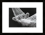 Gatto che fa un pisolino II Arte di David Mcenery Gatto che fa un pisolino II Arte di David Mcenery
