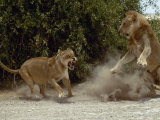 Lion (Panthera Leo) Balks at a Lioness in Etosha Fotografisk trykk av Des & Jen Bartlett