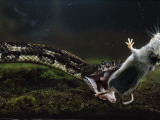 A white-footed mouse makes a meal for a black timber rattlesnake Photographic Print by Bianca Lavies