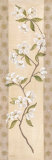 Asian White Cherry Posters by Angela Ferrante