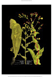 Weinmann Botanical on Black VIII Posters by Johann Wilhelm Weinmann