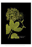 Weinmann botanique sur noir IV Affiches par Johann Wilhelm Weinmann